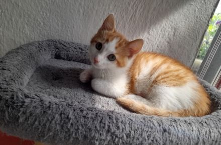 Kitten 9 Wochen alt