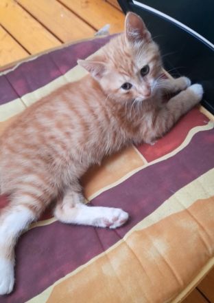 Kitten 9 Wochen alt