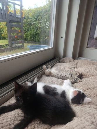 Baby Katzen suchen neues Zuhause