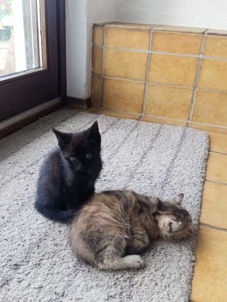 Baby Katzen suchen neues Zuhause