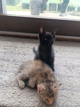 Baby Katzen suchen neues Zuhause