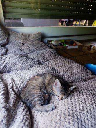 Baby Katzen suchen neues Zuhause