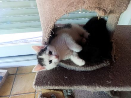 Baby Katzen suchen neues Zuhause
