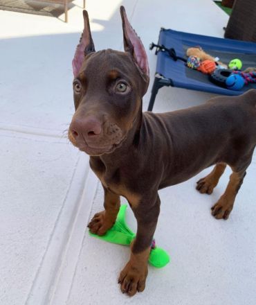 Elegante Dobermann-Hündin sucht ein liebevolles Zuhause.