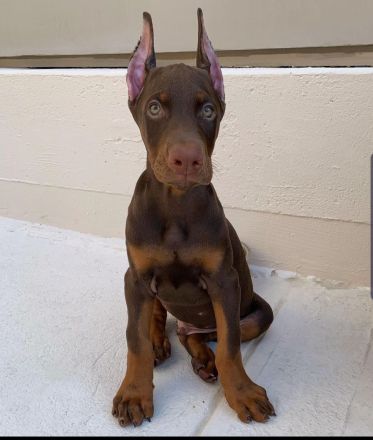 Elegante Dobermann-Hündin sucht ein liebevolles Zuhause.