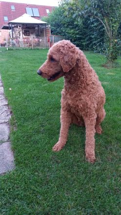 Labradoodle Medium