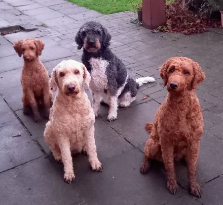 Labradoodle Medium