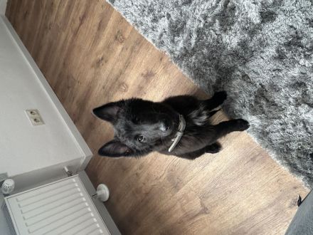 Grönländer Schäferhund sucht neues Zuhause