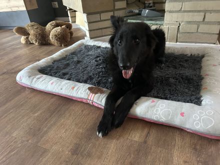 Grönländer Schäferhund sucht neues Zuhause
