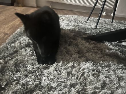 Grönländer Schäferhund sucht neues Zuhause