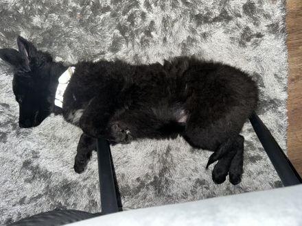 Grönländer Schäferhund sucht neues Zuhause