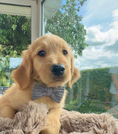 Zuckersüße Golden Retriever Welpen