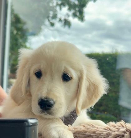 Zuckersüße Golden Retriever Welpen