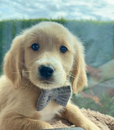Zuckersüße Golden Retriever Welpen