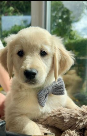 Zuckersüße Golden Retriever Welpen