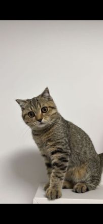 2 süße Kitten suchen ein liebevolles Zuhause 🐾