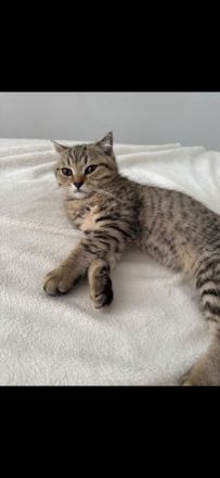 2 süße Kitten suchen ein liebevolles Zuhause 🐾