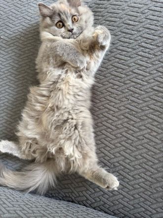 4 süße Kitten suchen ein liebevolles Zuhause 🐾