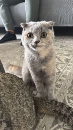 2 süße Kitten suchen ein liebevolles Zuhause 🐾