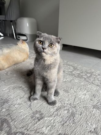 2 süße Kitten suchen ein liebevolles Zuhause 🐾