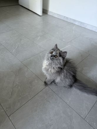 3 süße Kitten suchen ein liebevolles Zuhause 🐾
