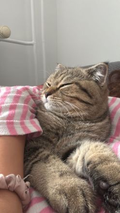 1 süße Kitten suchen ein liebevolles Zuhause 🐾