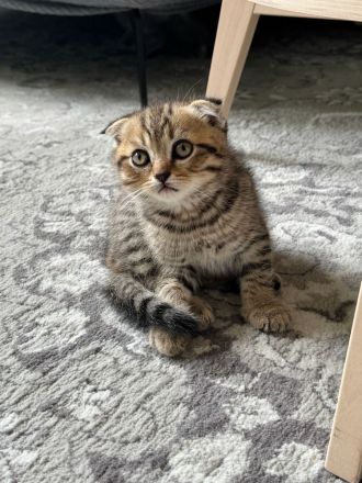 5 süße Kitten suchen ein liebevolles Zuhause 🐾