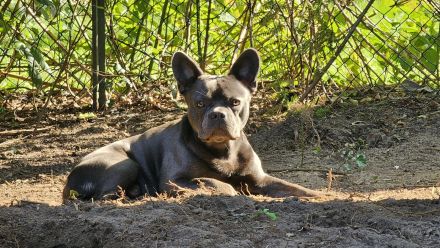 Milow sucht ein liebevolles Zuhause ohne Kinder