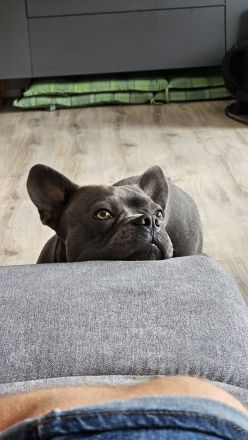 Milow sucht ein liebevolles Zuhause ohne Kinder