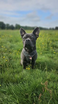 Milow sucht ein liebevolles Zuhause ohne Kinder