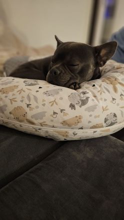Milow sucht ein liebevolles Zuhause ohne Kinder
