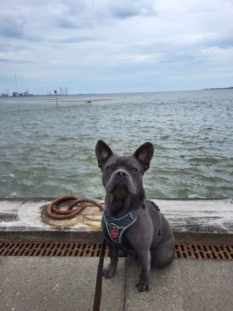 Milow sucht ein liebevolles Zuhause ohne Kinder
