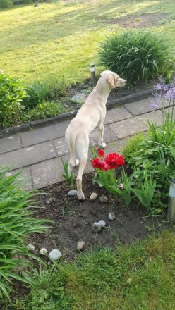 Benny (7 Monate) sucht sein Für-Immer-Zuhause