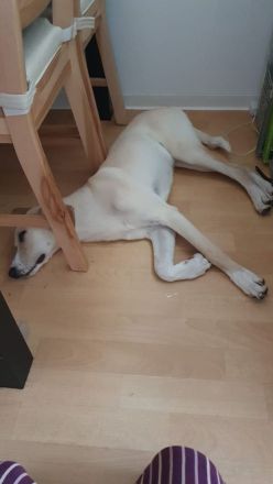 Benny (7 Monate) sucht sein Für-Immer-Zuhause