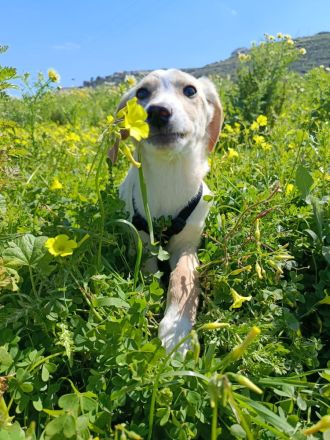 Benny (7 Monate) sucht sein Für-Immer-Zuhause
