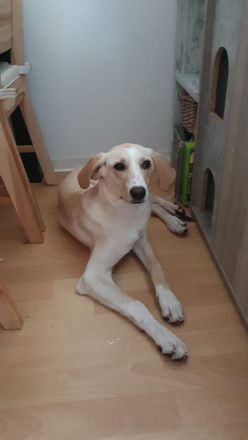 Benny (7 Monate) sucht sein Für-Immer-Zuhause