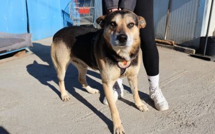Sportlicher Schäferhund-Mix Robin sucht Zuhause