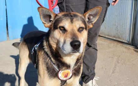 Sportlicher Schäferhund-Mix Robin sucht Zuhause