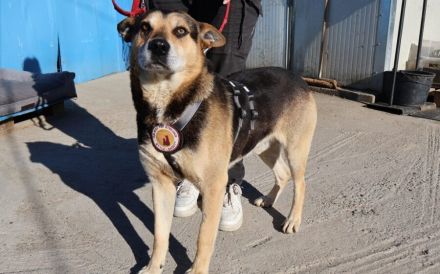 Sportlicher Schäferhund-Mix Robin sucht Zuhause