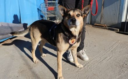 Sportlicher Schäferhund-Mix Robin sucht Zuhause
