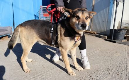 Sportlicher Schäferhund-Mix Robin sucht Zuhause