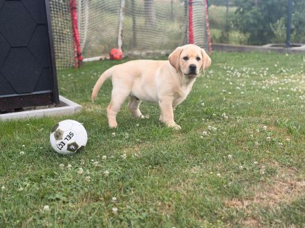 Labrador-Welpen aus VDH/LCD/FCI-Zucht .Ab sofort bereit für ihr neues Zuhause!