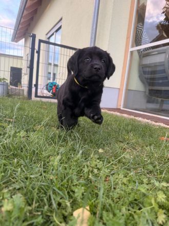 Labrador Welpen aus VDH/LCD Zucht - showlinie