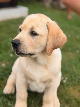 Labrador-Welpen aus VDH/LCD/FCI-Zucht .Ab sofort bereit für ihr neues Zuhause!