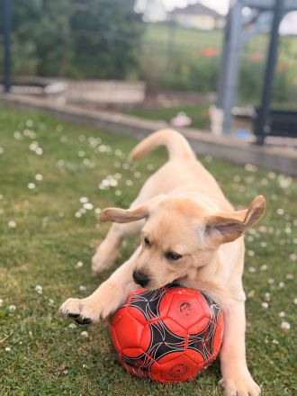 Labrador-Welpen aus VDH/LCD/FCI-Zucht .Ab sofort bereit für ihr neues Zuhause!