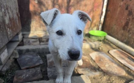 Wit - süßes Hundekind sucht Zuhause