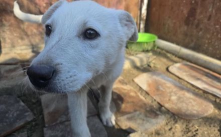 Wit - süßes Hundekind sucht Zuhause