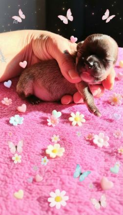 Unser kleines wunderschönes Chihuahua Mädchen