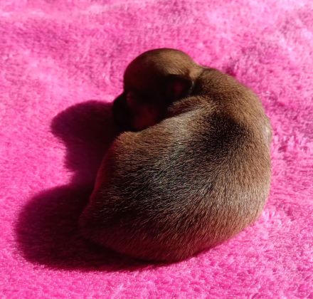 Unser kleines wunderschönes Chihuahua Mädchen