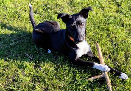 Eddy sucht Familienanschluss